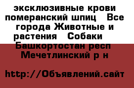 эксклюзивные крови-померанский шпиц - Все города Животные и растения » Собаки   . Башкортостан респ.,Мечетлинский р-н